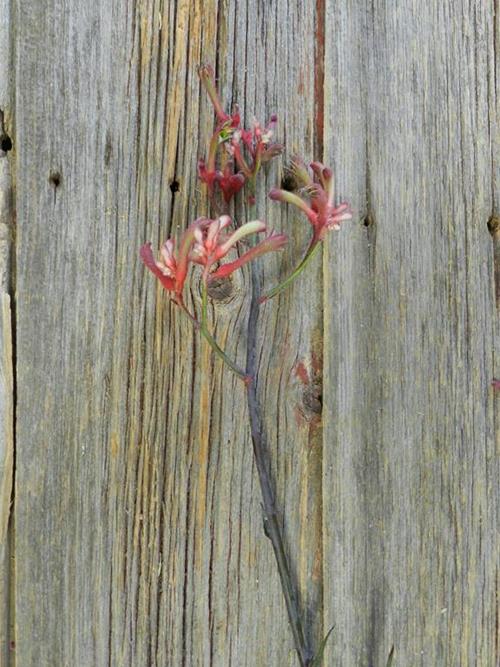  ORANGE KANGAROO PAW